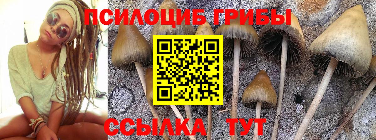 Качканар  Псилоцибиновые грибы MAGIC MUSHROOMS  Вход с VPN  как найти закладки  Галлюциногенные грибы Psilocybine cubensis 